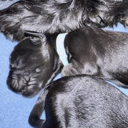 Aqua Collar - Black male Giant Schnauzer puppy in La Pine, Oregon from Oregon Giant Schnauzers LLC