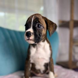 Girl 6 - Brindle female Boxer puppy in Prestonsburg, Kentucky from Diamond Standard Boxers