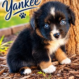 Yankee - Black tri male Miniature Australian Shepherd puppy in Idalou, Texas from Lonesome Pine Mini Aussies