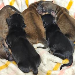 Dachshund puppies from 3 B's Breeding