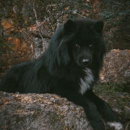Rocky - Black male Siberian Husky puppy in West Liberty, Ohio from Skyfallsiberians