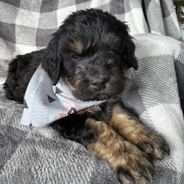 Bernedoodle Puppies from Sunny Sky Doodles