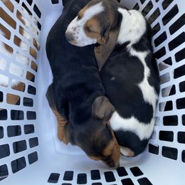 Basset Hound Puppies from Russell Bassets