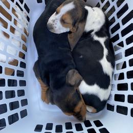 Basset Hound Puppies from Russell Bassets