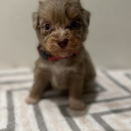 Aussiedoodle, Bordoodle, and Goldendoodle Puppies from Korbella Farm