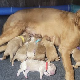 Goldendoodles from Belvidere Acres Goldendoodles
