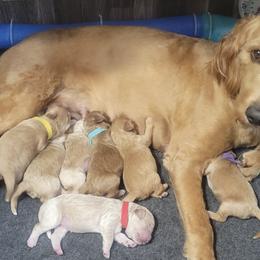 Goldendoodles from Belvidere Acres Goldendoodles