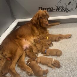 Girl pick 5 sold - Dark golden female Golden Retriever puppy in Aumsville, Oregon from Bigfoot Goldens - AKC Registered Dark Red