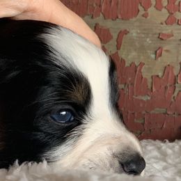 Miniature Australian Shepherd Puppies from Windy Hills Mini Aussies