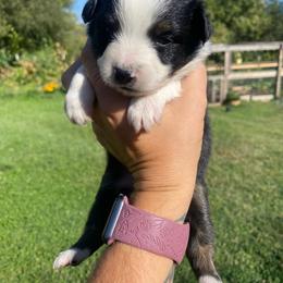 French Vanilla - Black tri male Miniature Australian Shepherd puppy in Sonora, California from Quarle Ranch Mini Aussies