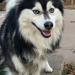 Pomskies from Magic Valley Pomskies