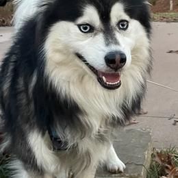 Pomskies from Magic Valley Pomskies