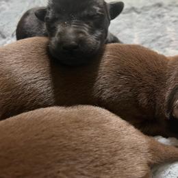 Boy 2 - Black male Labrador Retriever puppy in Jacksboro, Texas from J and D Retrievers