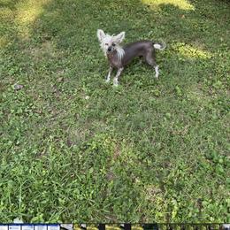 Chihuahua and Chinese Crested Puppies from Western Kentucky Chihuahua’s and Chinese Crested’s