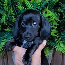 Roger - Black male Dachshund puppy in Phoenix, Arizona from AZ's Prestigious Minature Dachshunds