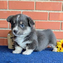 Jackie - Gray and white female American Corgi puppy in Shawnee, Oklahoma from Sunray Ranch
