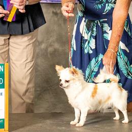 AKC Champion Moxie - Fawn and white female Chihuahua puppy in Newport, Maine from Pinewood Acres Chihuahuas