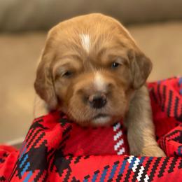 Clementine - Red  female Goldendoodle puppy in Rocky Point, North Carolina from CelticDoods