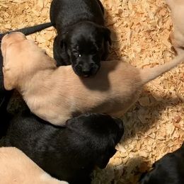 Cavalier King Charles Spaniels, Goldendoodles, and Labrador Retrievers from Whiskey City Kennels