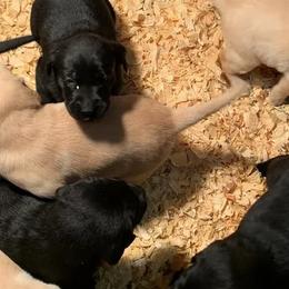 Cavalier King Charles Spaniels, Goldendoodles, and Labrador Retrievers from Whiskey City Kennels
