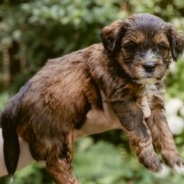 Twix - Sable male Bernedoodle puppy in Denver, Pennsylvania from Greenview Puppies