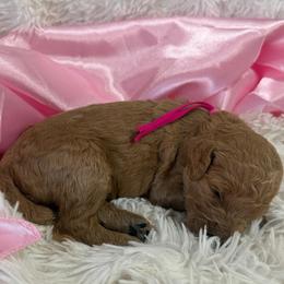 Dark pink girl - Apricot female Poodle puppy in Bowling Green, Kentucky from Ritzy Red Poodles