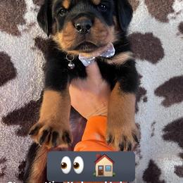 Grey - Black and mahogany female Rottweiler puppy in Mancelona, Michigan from Nicolle Stone