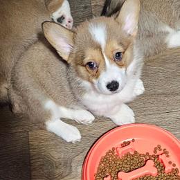 Jack - Red male Pembroke Welsh Corgi puppy in Walnut, Iowa from Michelle's House of Corgi's