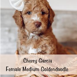 Spot 8 - Apricot female Goldendoodle puppy in Redmond, Oregon from Bourbon and Lace Doodles