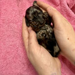 Benedict - Dapple male Dachshund puppy in Westport, Kentucky from Lonestar Creek Farm