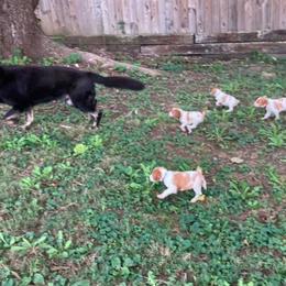 Brittany Puppies from Fox Mtn Brittanys