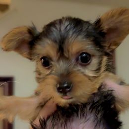 Pearl - Black and tan female Yorkshire Terrier puppy in Fontana, California from Yorkie