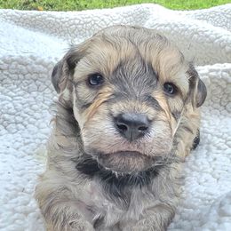 Boy 2 - Black and tan male Havapoo puppy in Medina, Ohio from Momma's Mastiffs