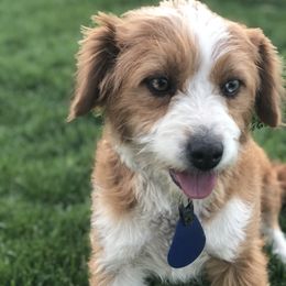Lucy - Aussiedoodle