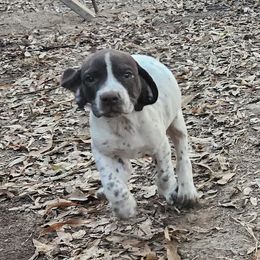 Spot - White and liver German Shorthaired Pointer puppy in Bartlett, Tennessee from Pickett's Pride