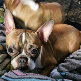 Lily - Boston Terrier