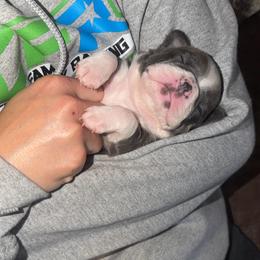 Girl 3 - Blue female Boston Terrier puppy in Arlington, Washington from Valerie’s Boston Terriers