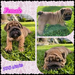 Bulldog Puppies from Semper Fi Bulldogs