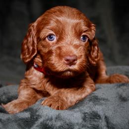 Tiramisu - Red female Australian Labradoodle puppy in Stanwood, Washington from Victoria Creek Australian Labradoodles