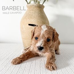 Bernedoodle and Cavapoo Puppies from Cariad Doodles