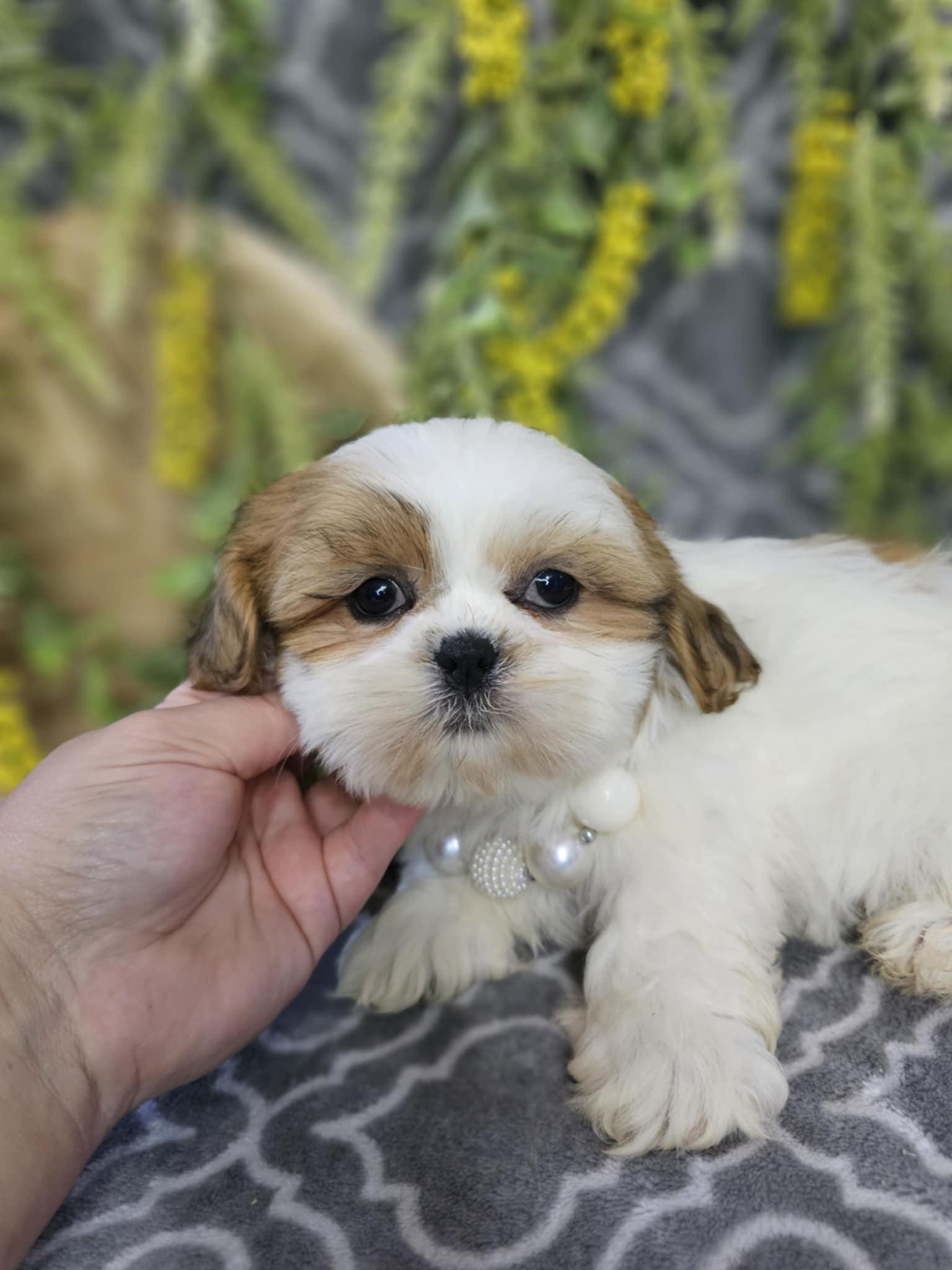 Petty Paws in Missouri | Cockapoo, Cocker Spaniel, Shih Tzu or Shihpoo ...