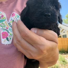 Athena - Black female Cockapoo puppy in Colorado Springs, Colorado from Garrett Doodles