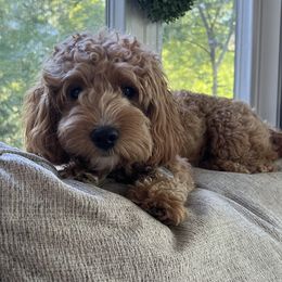 Cavapoo All Grown Up from Kauth Design Cavapoos