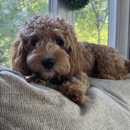 Cavapoo All Grown Up from Kauth Design Cavapoos