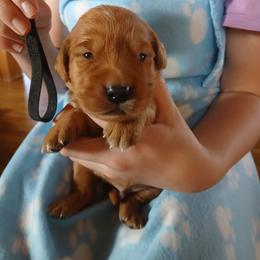 Black - Dark golden male Golden Retriever puppy in Lanesboro, Minnesota from Eagle Ridge Golden Retrievers