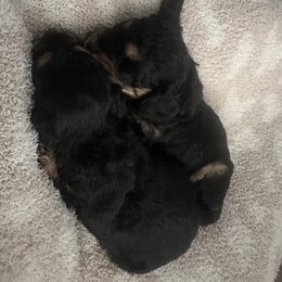 Cavapoo puppies from Doodles of Central Texas