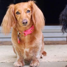 Dachshunds from Homestead Dachshunds