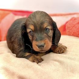 Dachshund Puppies from EntityDachs