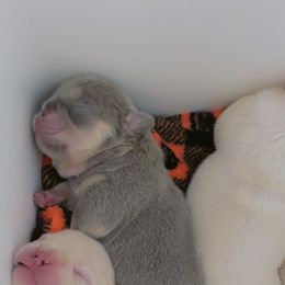French Bulldog Puppies from QueenBFrenchies