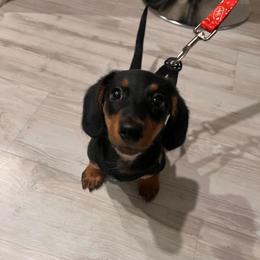 Henry II - Black and tan male Dachshund puppy in Geneva, Florida from TGIF Doxies